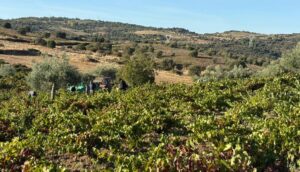 UPL pide explicaciones a la Junta por autorizar a la DO Rueda a usar uva bruñal, propia de la DO Arribes