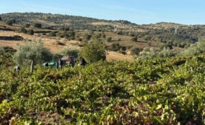 La Junta se reafirma en autorizar a la DO Rueda a usar uva bruñal, autóctona de Arribes, pese a pedir UPL suspender dicha autorización por perjudicar a la DO Arribes