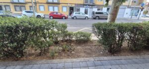 UPL pide al ayuntamiento de Salamanca un mayor compromiso con el mantenimiento de las zonas verdes, ante parterres secos y árboles descuidados.